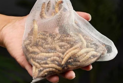 崇雾大麦虫有毒吗