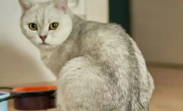 波米拉猫和银渐层哪个贵?市场价是多少? 波米拉猫和银渐层哪个贵?市场价是多少?