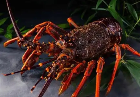 澳洲龙虾什么价位 澳洲龙虾什么价位