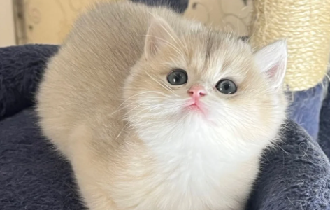 见过茶杯犬那有见过“茶杯猫”吗？