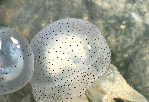 十里长堤海域现“陈嘉庚水母群” 十里长堤海域现“陈嘉庚水母群”