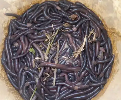 捕捉蚯蚓挣钱吗