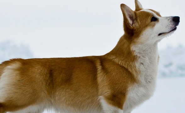 威尔斯柯基犬:小短腿的可爱世界 威尔斯柯基犬:小短腿的可爱世界
