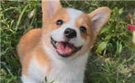 探索威尔斯柯基犬受欢迎的原因，是否戳中你？