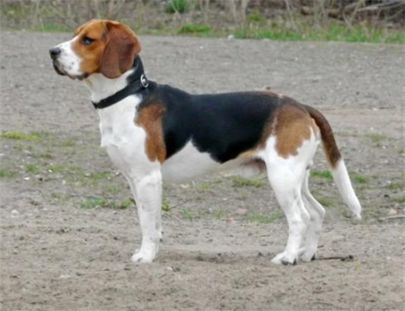 比格犬饲养全攻略 比格犬饲养全攻略