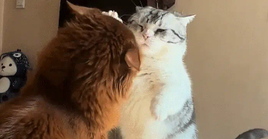 猫咪摆出会功夫的姿势,结果因腿短没打到还被对面 猫咪摆出会功夫的姿势,结果因腿短没打到还被对面