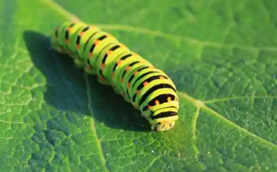 毛毛虫在什么季节