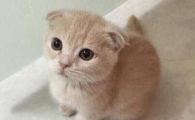 茶杯猫也称迷你猫，就是像茶杯一样大小的猫咪