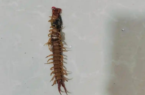 蜈蚣藏在家里什么地方
