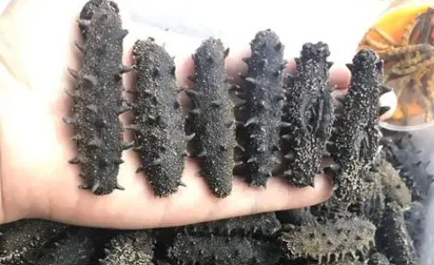 干海参如何保存?能保存多久