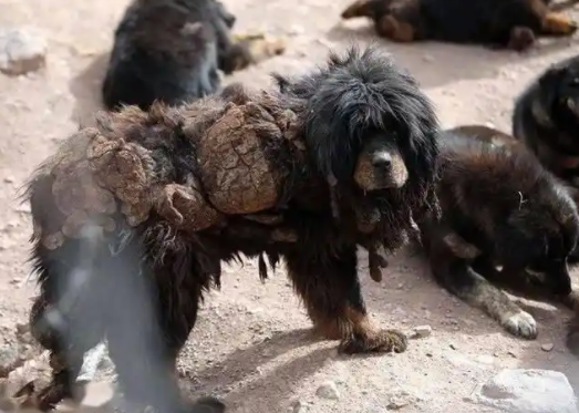 藏獒从神犬到流浪犬的惊人转变