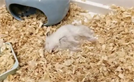 仓鼠内伤死之前的表现
