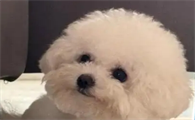 小狗狗吐白沫黏液怎么办