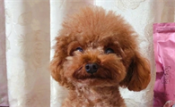 两个月幼犬狗粮推荐