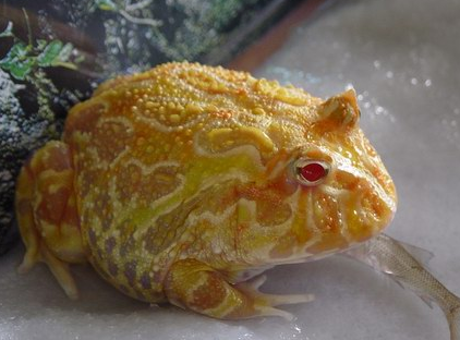 角蛙的日常护理详情！