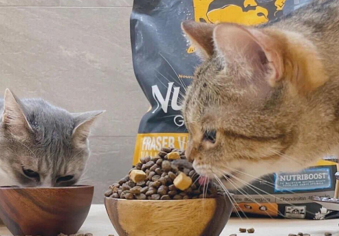 新手养猫必看：哈根纽翠斯黑钻系列猫粮推荐