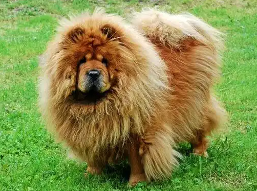 藏獒嘴唇红疙瘩危机！你还在傻傻忽视吗？