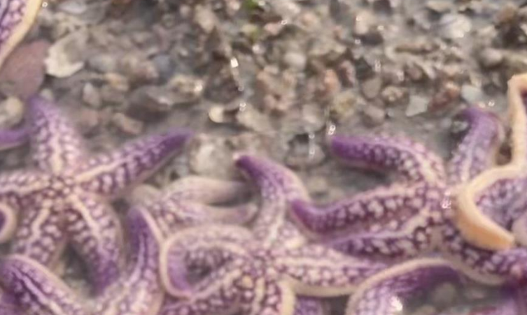 青岛市民偶遇“海星开会”：走路都怕踩到它们