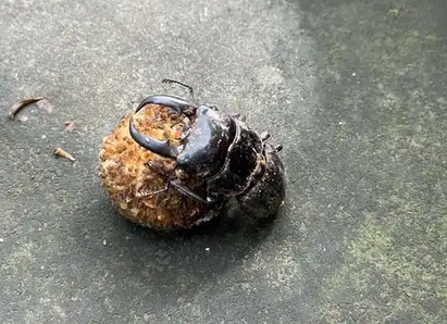 屎壳郎是益虫吗