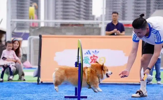 宠物经济新玩法!毛孩子也有潮服了 宠物经济新玩法!毛孩子也有潮服了