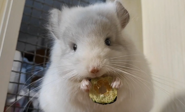 黄瓜——龙猫理想的健康零食选择