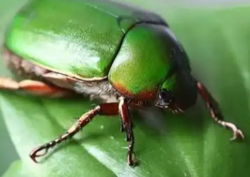 金龟子的保护现状：危机与希望并存