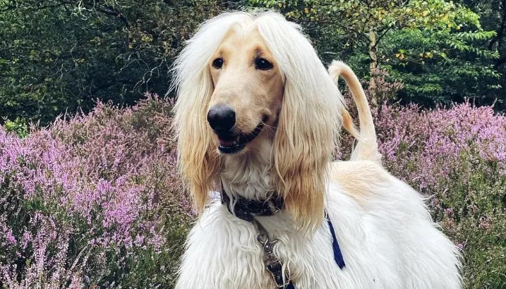 关于阿富汗猎犬,你知道多少? 关于阿富汗猎犬,你知道多少?
