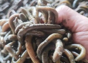 养蚯蚓能挣钱不 养蚯蚓能挣钱不