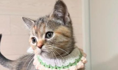 苏格兰立耳猫：聪明忠诚的室内伴侣