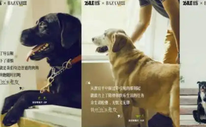 “比生老友”暖心启幕:比乐以公益搭建人宠相伴长情桥 “比生老友”暖心启幕:比乐以公益搭建人宠相伴长情桥