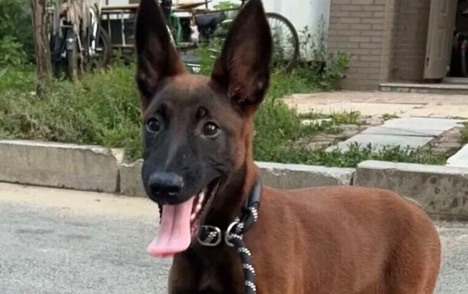 一文揭秘马犬“全能战士”真相 一文揭秘马犬“全能战士”真相