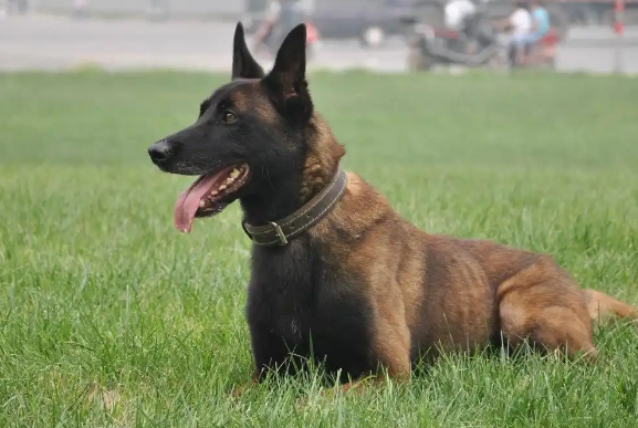 “马犬”为何能成为警犬界的新宠? “马犬”为何能成为警犬界的新宠?
