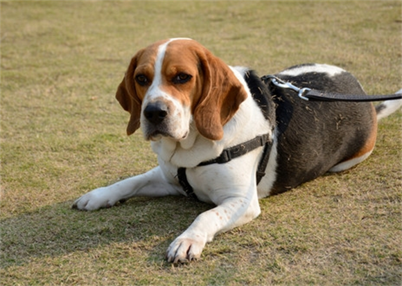 比格犬的智商排名揭晓,它的聪明与任性你了解吗 比格犬的智商排名揭晓,它的聪明与任性你了解吗
