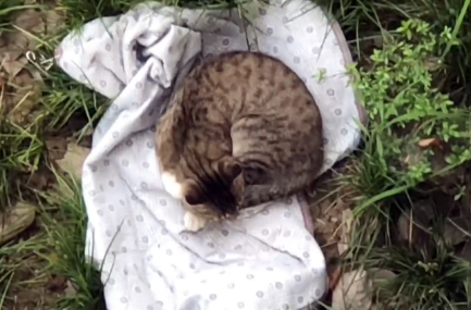被风吹到地上的毯子，成了流浪猫的宝贝，它趴在上面久久不愿离开