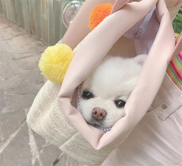 关晓彤也喜欢宠物背包ARKIKA哟~