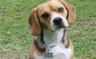 比格犬智商高不高？排名第几？真相大揭秘