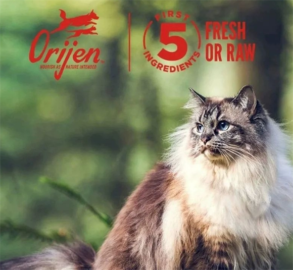 ORIJEN原始猎食渴望告诉你 猫粮的动物蛋白质到底有多重要? ORIJEN原始猎食渴望告诉你 猫粮的动物蛋白质到底有多重要?