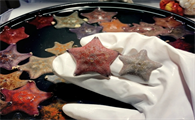 吃海星胆固醇高吗