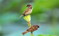 养1只麻雀犯法吗
