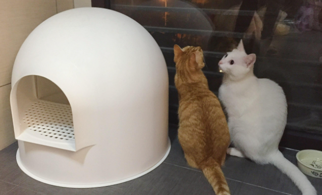 猫砂盆摆放与pidan雪屋猫砂盆特点完全指南