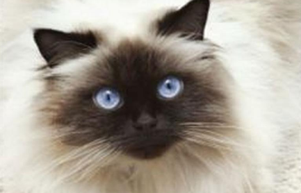 巴厘猫最多能活多少年？有知道的吗？