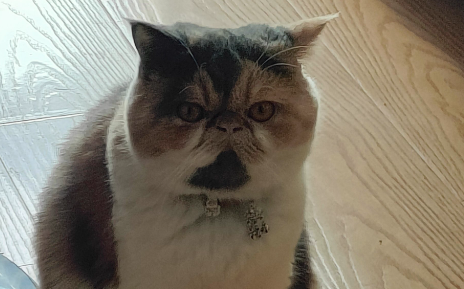 超百万只猫狗，从“钢城”卖到全国