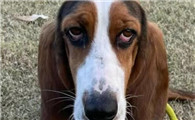 巴吉度犬：忠诚伴侣的优缺点