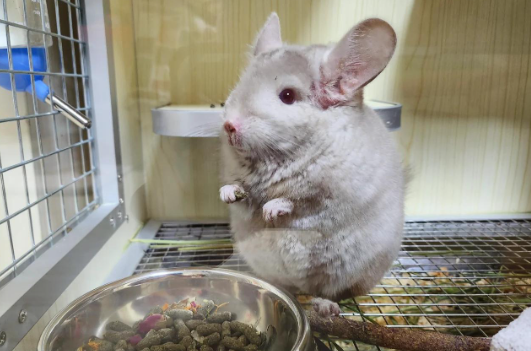 龙猫有味道吗?养龙猫的朋友看过来 龙猫有味道吗?养龙猫的朋友看过来