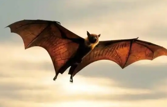 蝙蝠多少种 蝙蝠多少种