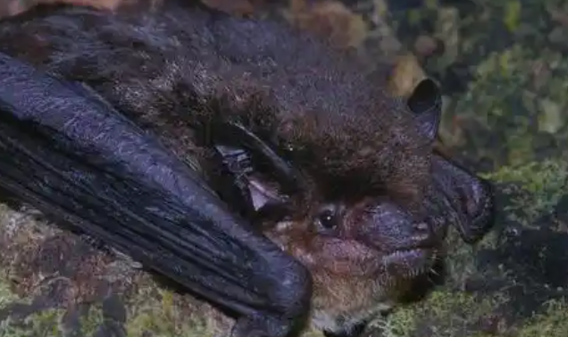 蝙蝠要冬眠吗 蝙蝠要冬眠吗