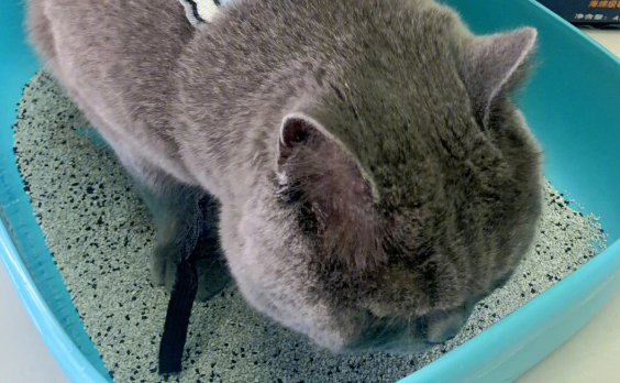 pidan经典混合猫砂:四包大容量,承包猫咪的舒适与洁净 pidan经典混合猫砂:四包大容量,承包猫咪的舒适与洁净