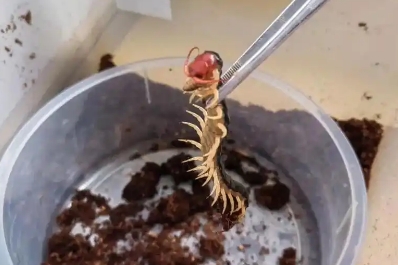 家里有蜈蚣用什么去除