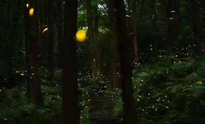 萤火虫在哪能买到 萤火虫在哪能买到