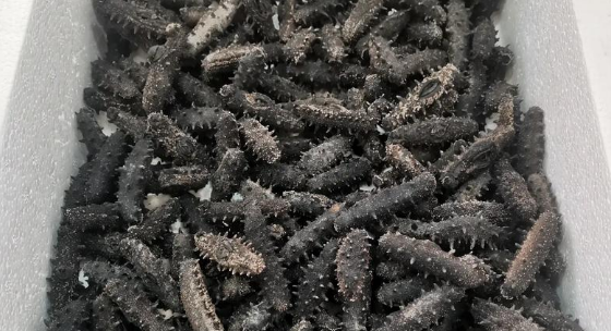 吃海参的最佳时间是什么时候